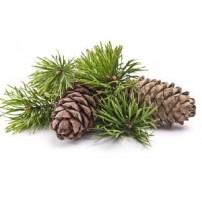 cedarwood himalaya.jpg