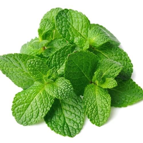 Spearmint 1.jpg