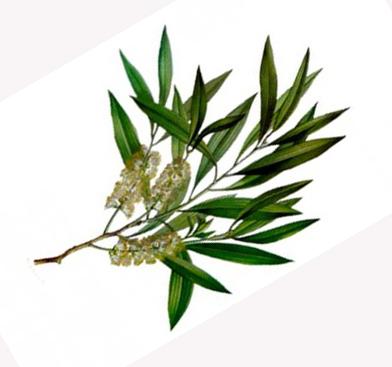 Tea Tree.jpg