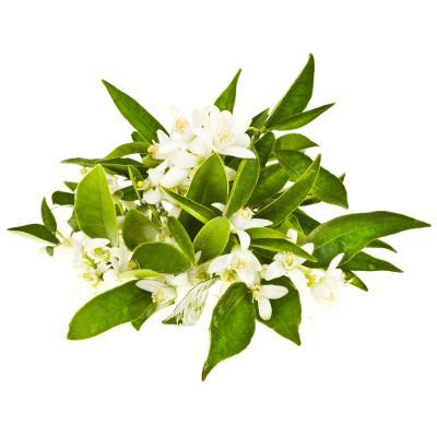 lemon myrtle.jpg