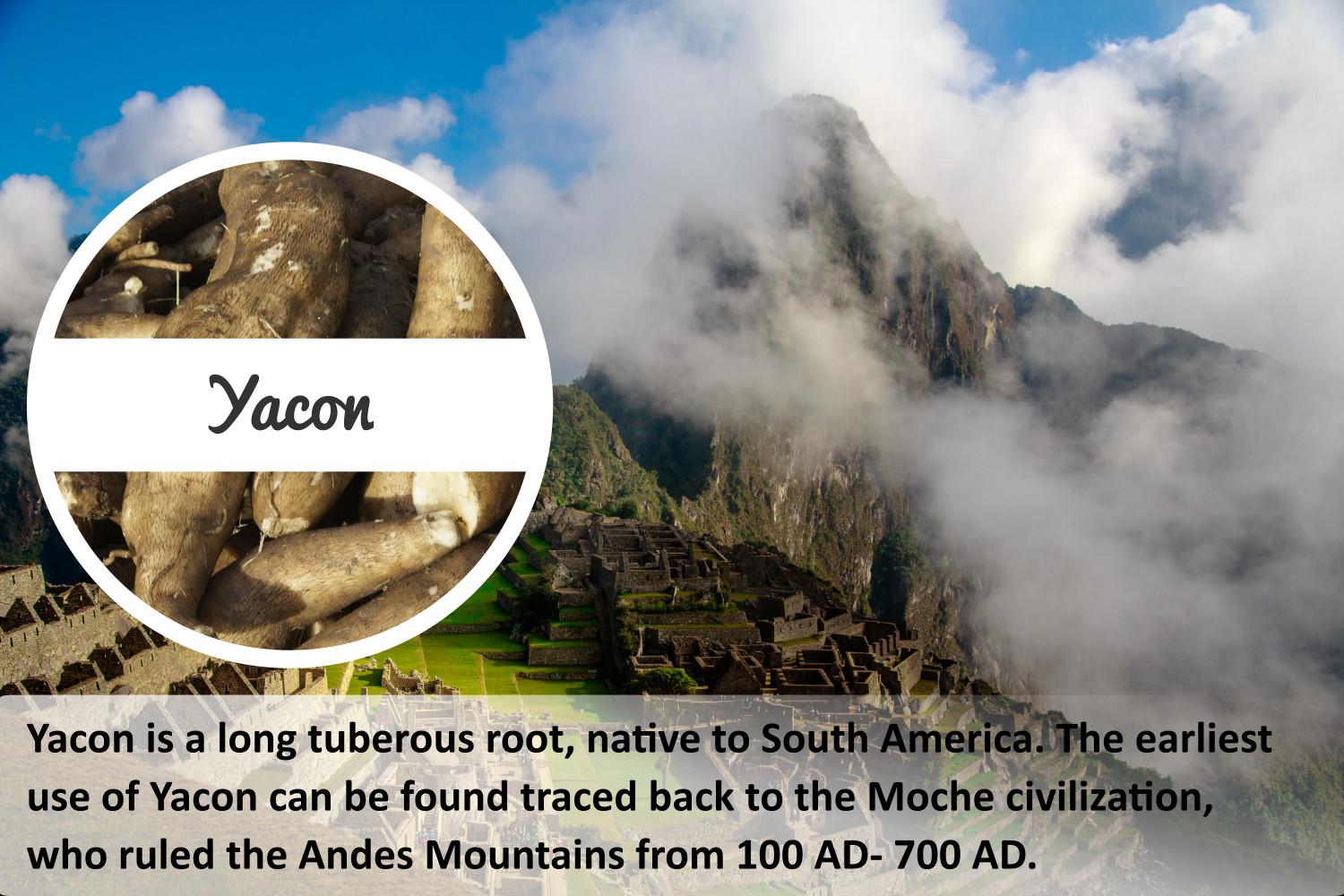 yacon_story1.jpg
