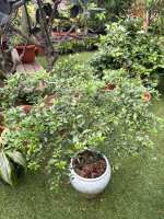 Citrus australasica/Finger Lime Tree/Fruit Plant/Outdoor Plants