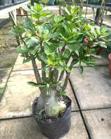 Adenium obesum Multi-petals mixed breeds/Outdoor Plants