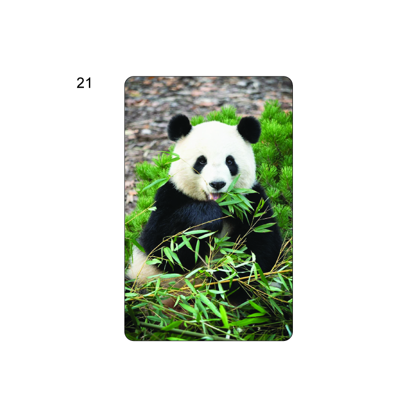 EZ-Link Card Singapore Animal Design | Cute Animal Series Collectible Card (Authentic)