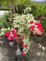 Bougainvillea Variegated/ buganvilla/ bugambilia/ Napoleon/ veranera/ trinitaria/ Santa Rita or papelillo