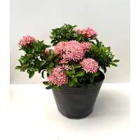 Ixora Dwarf pink (0.3mH) - Ornamental Flowers/ Ornamental Foliage/ Flowery plants