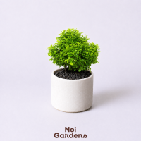 Mini Kamini Bonsai in Alabaster Serenity Planter - Easy Care Miniature Bonsai Plant