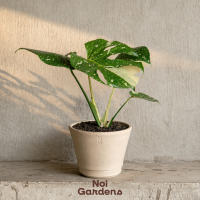 Monstera Thai Constellation - Rare Exotic and Beautiful House Plant