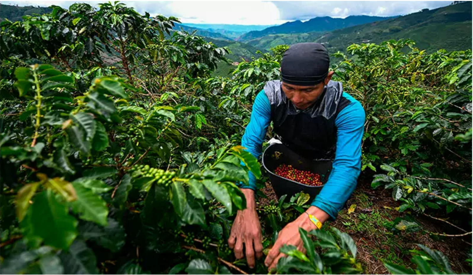 RAW/GREEN UNROASTED BEANS DIVISO Ombligon Coffee Beans 500 Grams