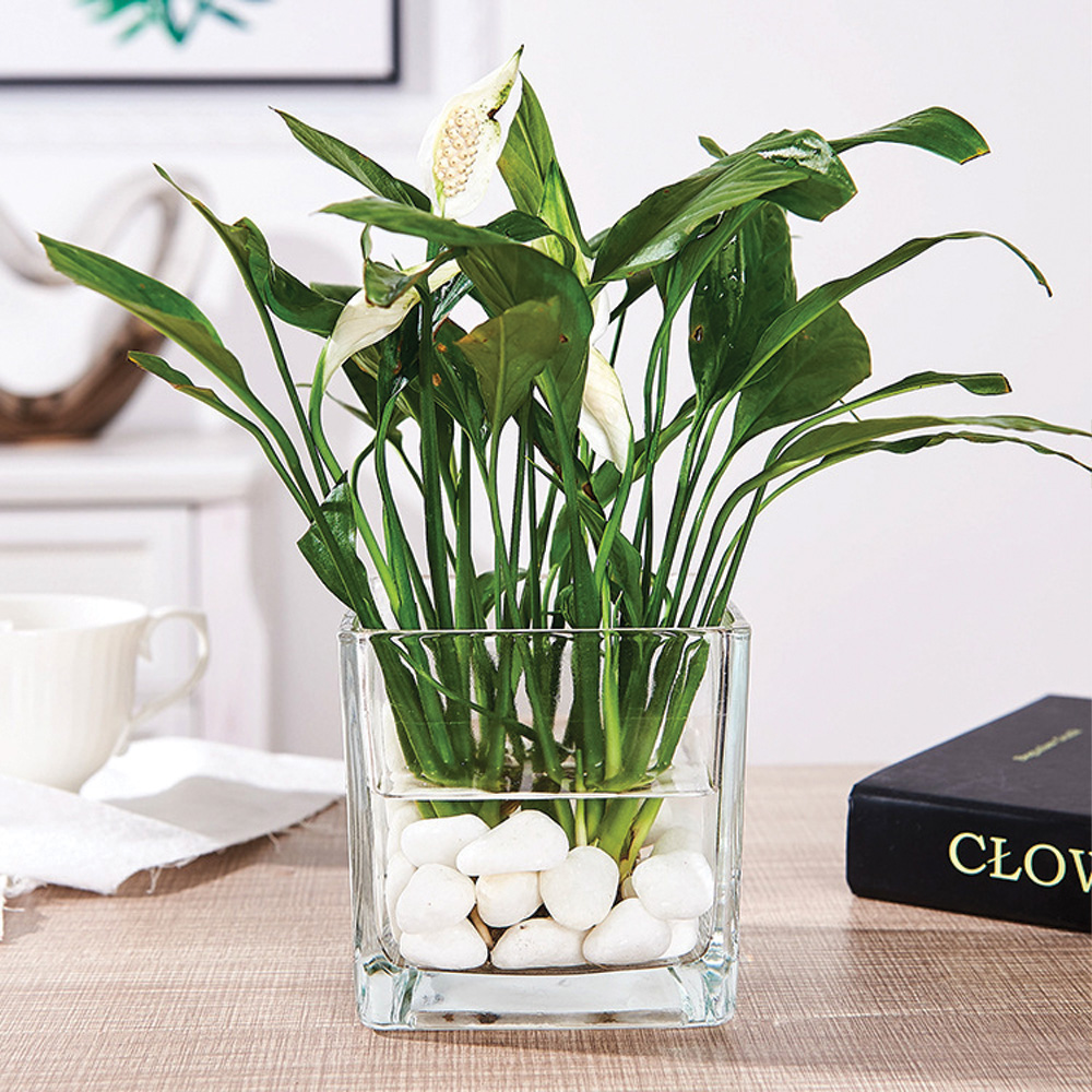 [SGLOCAL] Square Clear Glass Vase for plant/Terrarium 10cm x 10cm