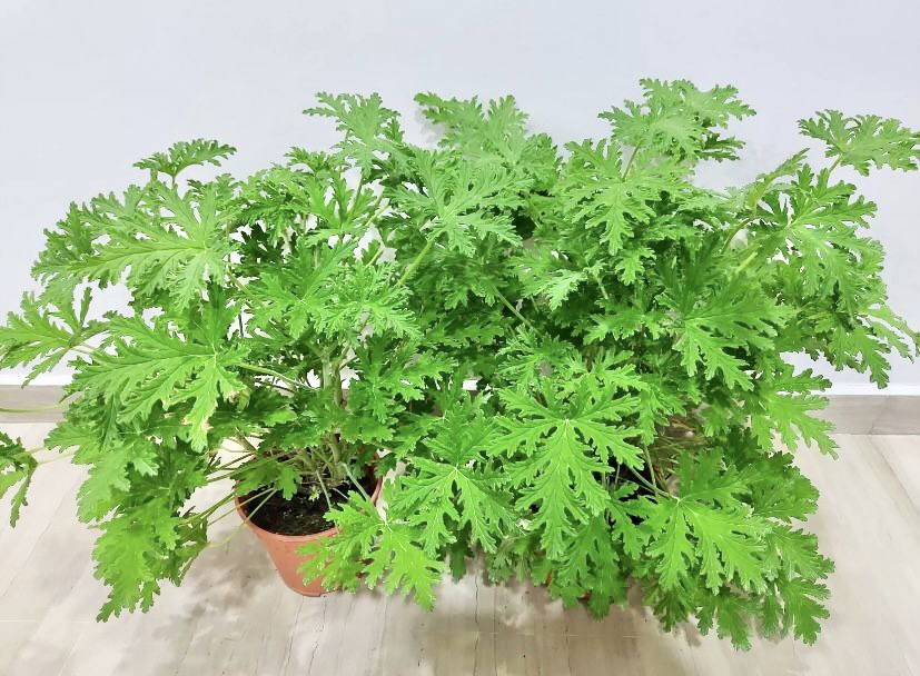 Citronella Live Plant Anti Mosquito Fresh Gardening Indoor Plant Outdoor Plant
