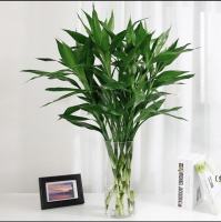 CNY Fresh Lotus Bamboo - Fresh Gardening Indoor Plant Outdoor Plants