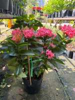 Ixora Super King Red  Pink Orange(Random colours)/  Flowering Plant/ Outdoor Plant