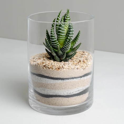 Elegant Plant Terrariums Displays in 15 x 15 cm Glass Cylinders