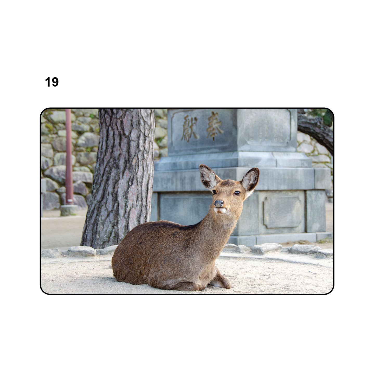 EZ-Link Card Singapore Animal Design | Cute Animal Series Collectible Card (Authentic)