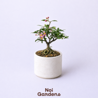 Mini Cherry Bonsai in Ivory Elegance Bonsai Planter - Sakura Colored Flower