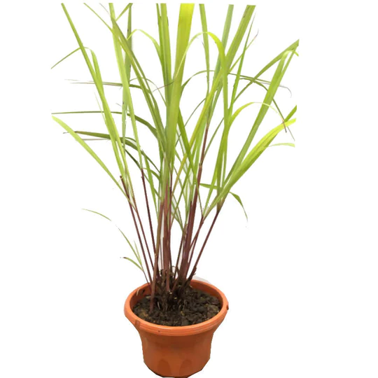 Cymbopogon nardus Red Lemongrass Citronella (0.55m)