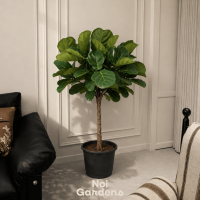 Fiddle Leaf Fig Ficus Lyrata - Live Indoor Tree - Lush Statement House Plant - Fuss-Free Easy-Care Houseplant Singapore