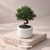 Mini Shimpaku Bonsai in Ceramic Pot – Live Juniper Plant Classic Japanese Style