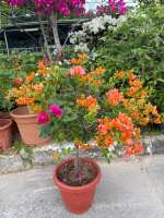 Multicolor Bougainvillea Grafted Plant/Outdoor Plants