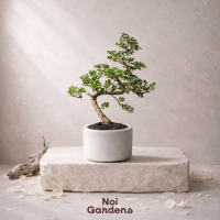 Mini Rosita Bonsai in Ceramic Pot– Balcony & Office Décor Gift-Ready Live Plant