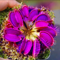 SG Ready Stock 50pcs Venus Flytrap Seeds Plants Alocasia Plant Indoor Seeds for Planting Basil Plant Ohh My Hippoh Garden Decoration Items Holy Tulsi Plant Herb Seeds Bonsai Plant Hydroponics Flowering Live Plants Gardening Spa Flora Easy To Grow
