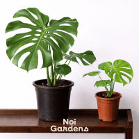 Monstera Deliciosa - Beautiful Lush and Easy Care House Plant Indoor Outdoor Plant for Home Garden
