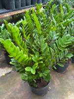 Zamioculcas zamiifolia/ZZ plant/Indoor Plants