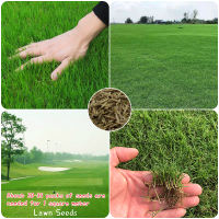 [100% Original] 100pcs Bermuda Grass Seed Lawn Plant Live House Air Plants Bonsai Plant Seeds for Planting Good Quality DIY Home Balcony Gardening Decoration Plants Indoor and Outdoor Fast Germination Easy To Grow In Singapore Ready Stock