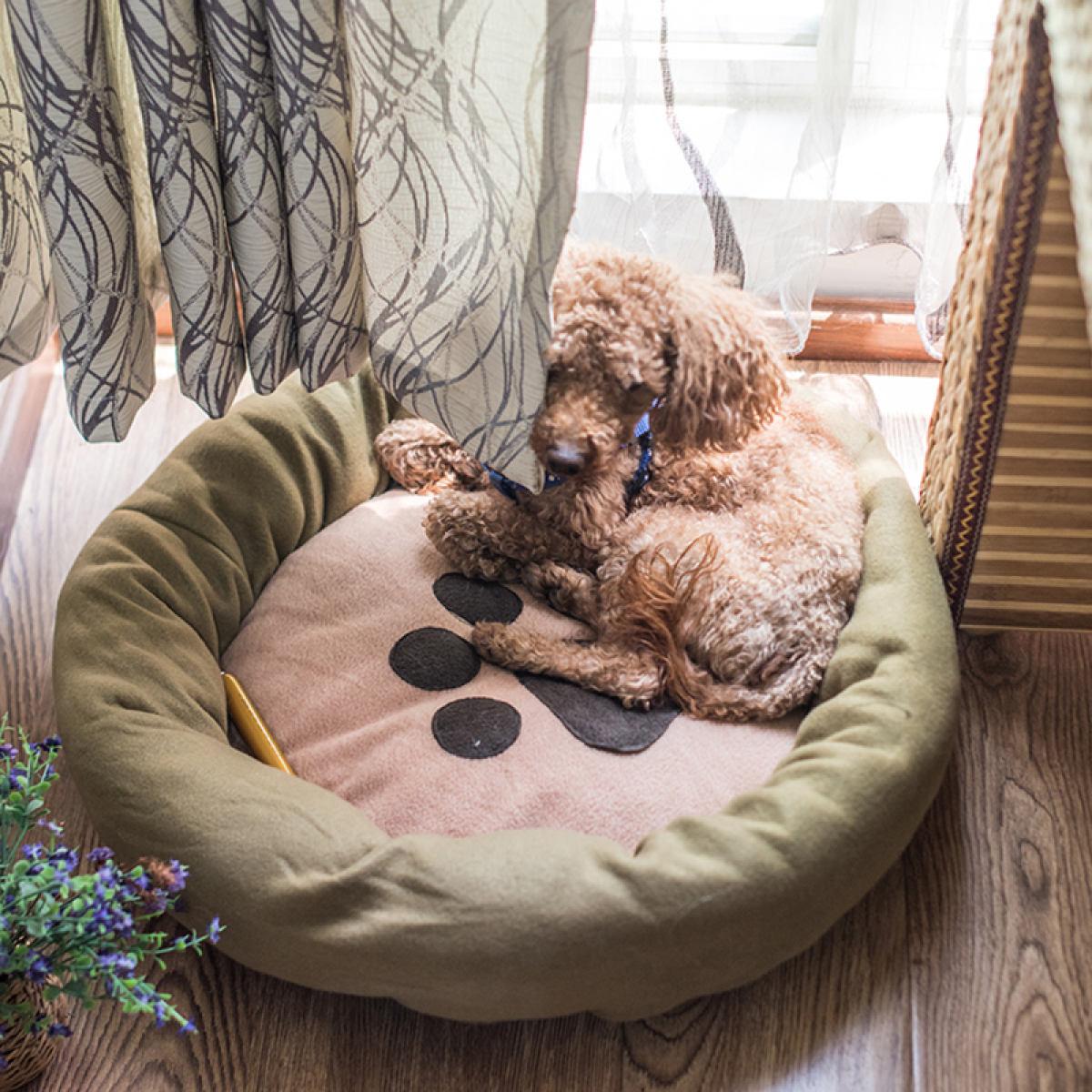 Уютной кроватки для собак
