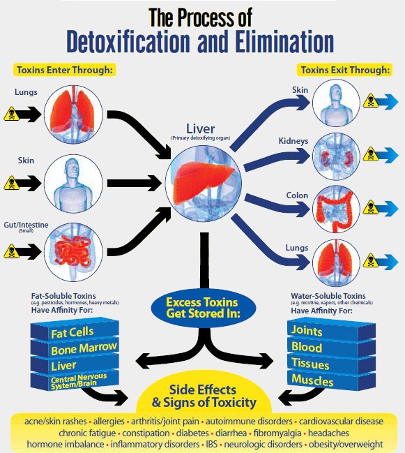 The Process of Detoxification and Elimination The Process of Detoxification and Elimination