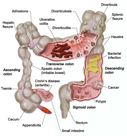 Colon Details Colon Details