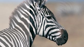 SmartContrast for rich black details